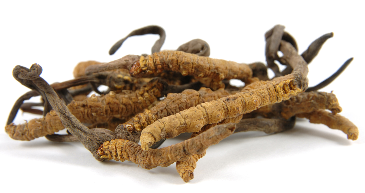 http://www.dreamstime.com/stock-photos-cordyceps-genus-ascomycete-fungi-image1340363