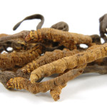 http://www.dreamstime.com/stock-photos-cordyceps-genus-ascomycete-fungi-image1340363